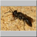 Miscophus ater - Grabwespe m01a 5mm - Sandgrube Niedringhaussee-det.jpg